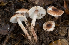 Lepiota echinella