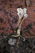 Cordyceps tuberculata