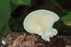 Crepidotus malachius