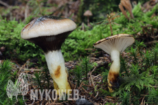 Gomphidius glutinosus