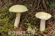 Suillus placidus