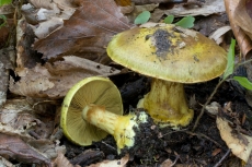 Cortinarius odoratus