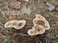 Phellodon tomentosus