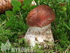 Leccinum piceinum