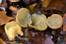 Sowerbyella radiculata