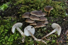 Fayodia bisphaerigera