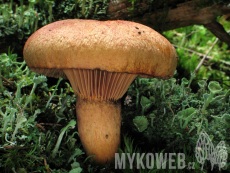 Chroogomphus helveticus