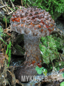 Strobilomyces strobilaceus