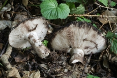 Russula anthracina