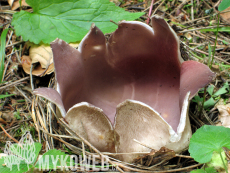 Sarcosphaera coronaria