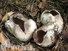 Sarcosphaera coronaria