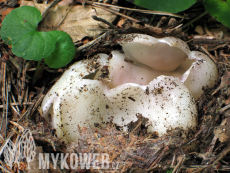 Sarcosphaera coronaria