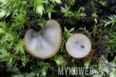 Trichophaea hemisphaerioides