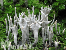 Xylaria hypoxylon