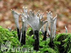 Xylaria hypoxylon