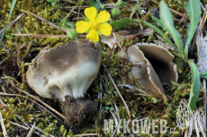 Helvella leucomelaena