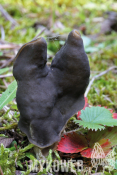 Helvella lacunosa