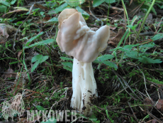 Helvella crispa