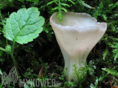 Helvella confusa