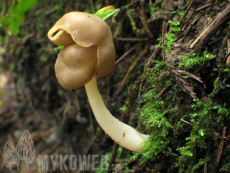 Helvella elastica