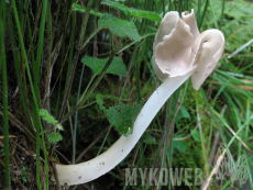 Helvella elastica