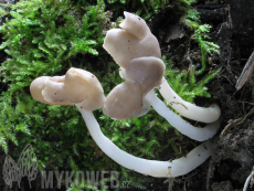 Helvella elastica