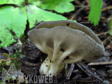 Helvella costifera