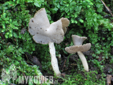 Helvella ephippium