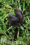 Helvella atra