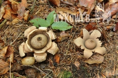 Geastrum michelianum