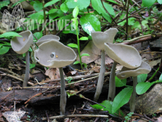 Helvella macropus