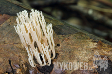 Artomyces pyxidatus