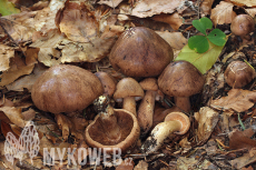 Tricholoma pseudonictitans