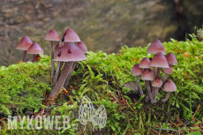 Mycena haematopus