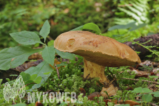 Boletus subappendiculatus