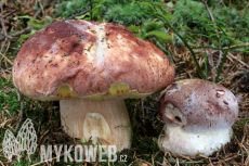 Boletus pinophilus