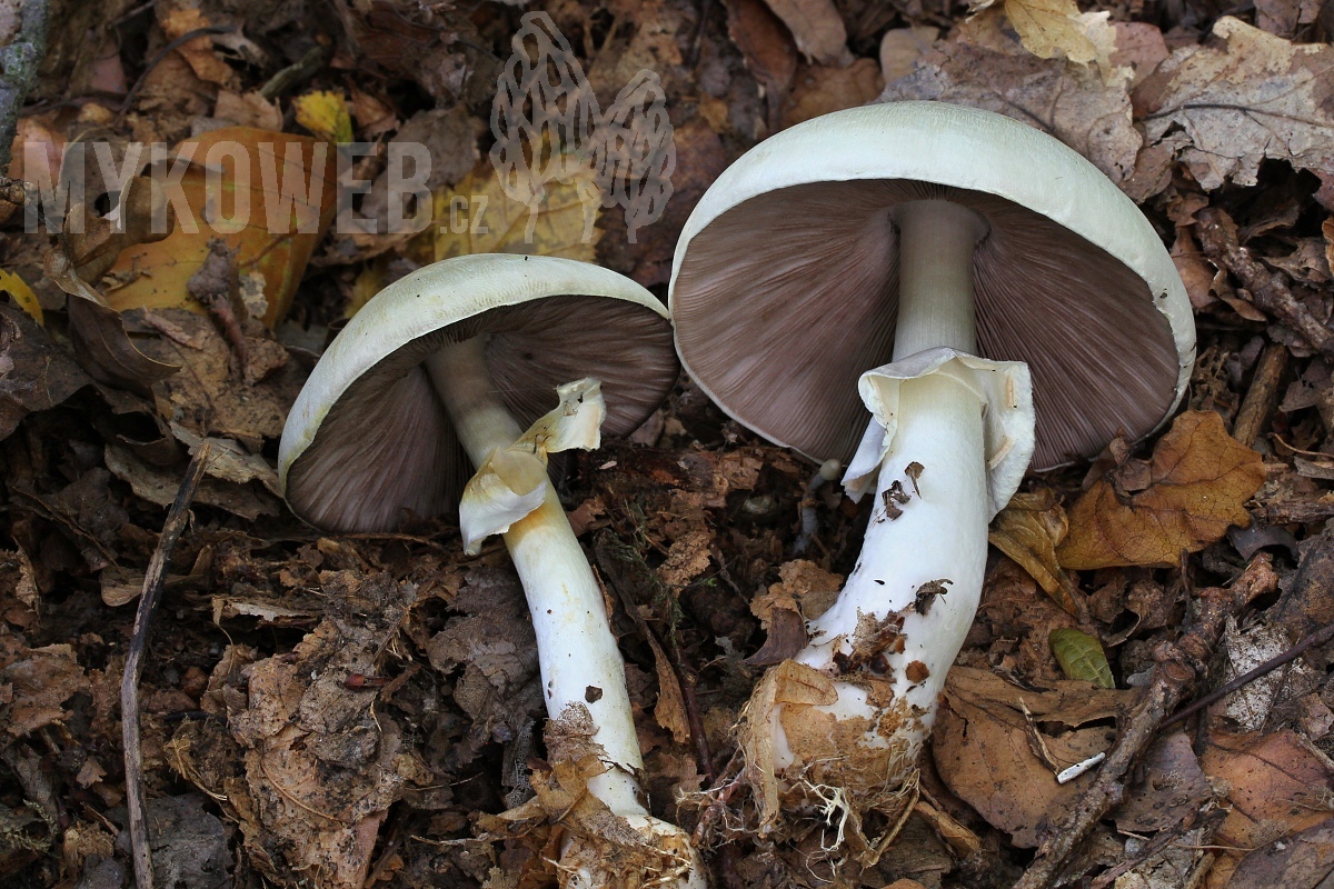 Agaricus sylvicola - pečárka lesomilná - Mykoweb