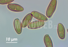 Tylopilus porphyrosporus