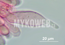 Mycena abramsii