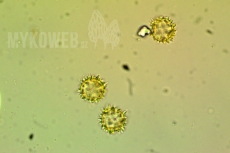 Lamprospora crechqueraultii