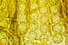 Lamprospora crechqueraultii
