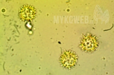 Lamprospora crechqueraultii