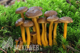 Craterellus tubaeformis