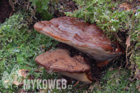 Ganoderma pfeifferi