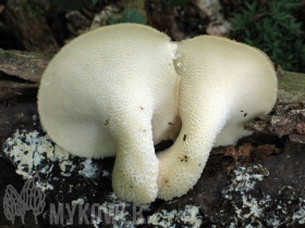 Polyporus tuberaster