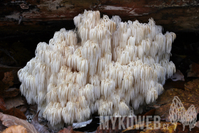 Hericium alpestre