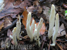 Clavulina rugosa