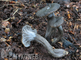 Cantharellus cinereus