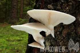 Pleurotus dryinus