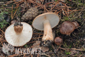 Tricholoma albobrunneum